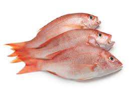 Red Snapper Whole Fish Per Kg