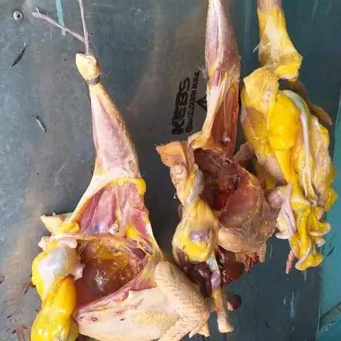 Fresh Halal Kienyeji Chicken Delivery Across Major Cities in Kenya