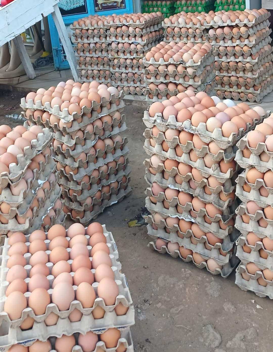 Lilwa Eggs Deport: Fresh Eggs and More Across Western Kenya