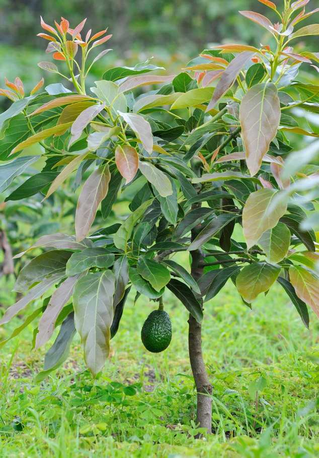 🥑 Certified Grafted Hass Avocado Seedlings – Lilwa Delivery