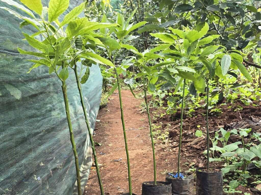 Lilwa Marketplace products