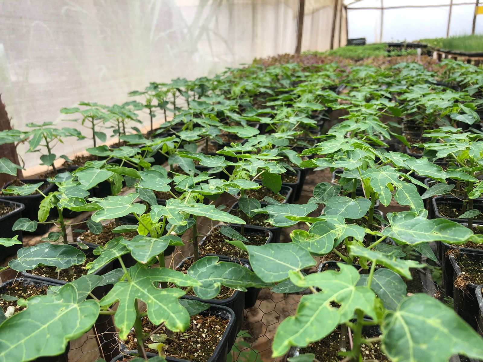 Lilwa Marketplace products