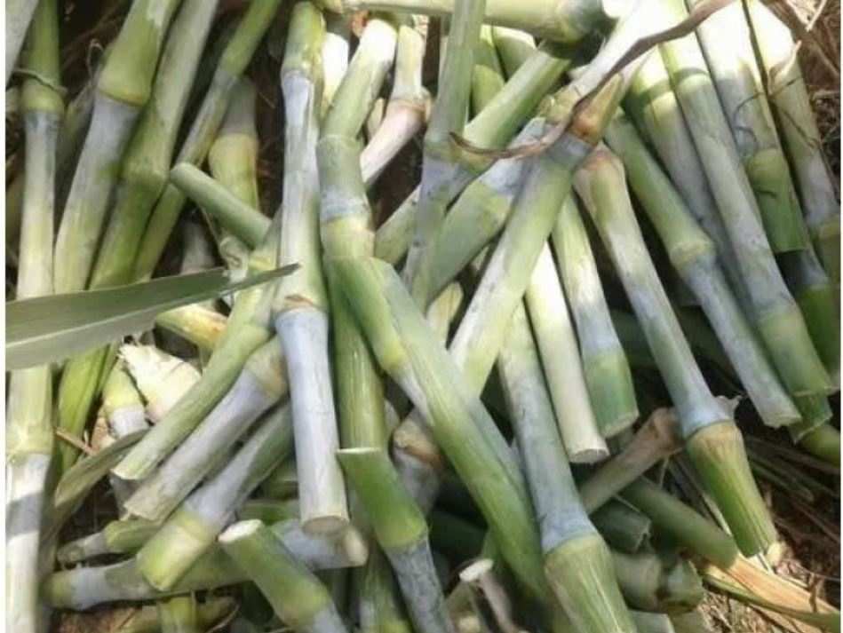 🌾 Super Napier Grass (Pakchong Hybrid) – Lilwa Delivery